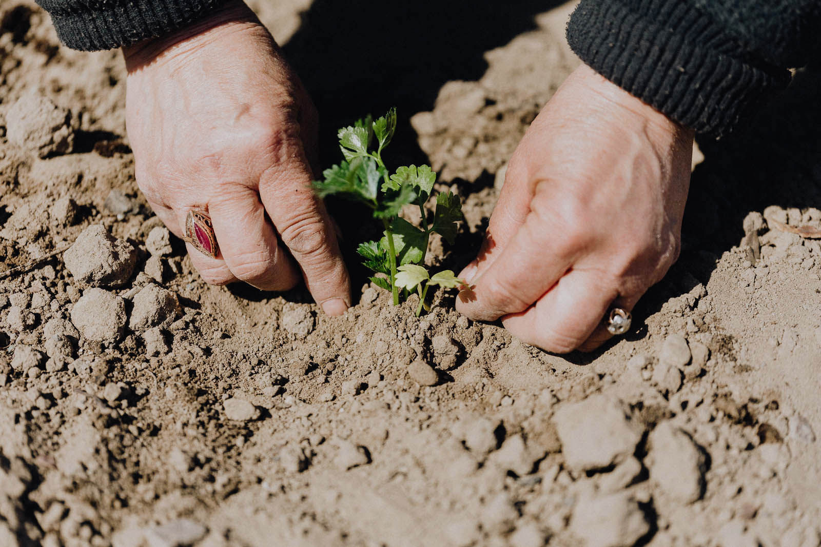 A closeup shot of a persons hands planting a plant in the dirt